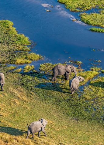Luftaufnahme von einer Elefantenherde bei einer Flugsafari in Botswana am Okavango Delta