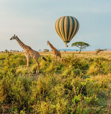 Giraffen im Serengeti Nationalpark