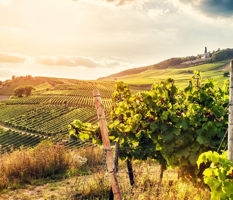 Weinberge in Rüdesheim