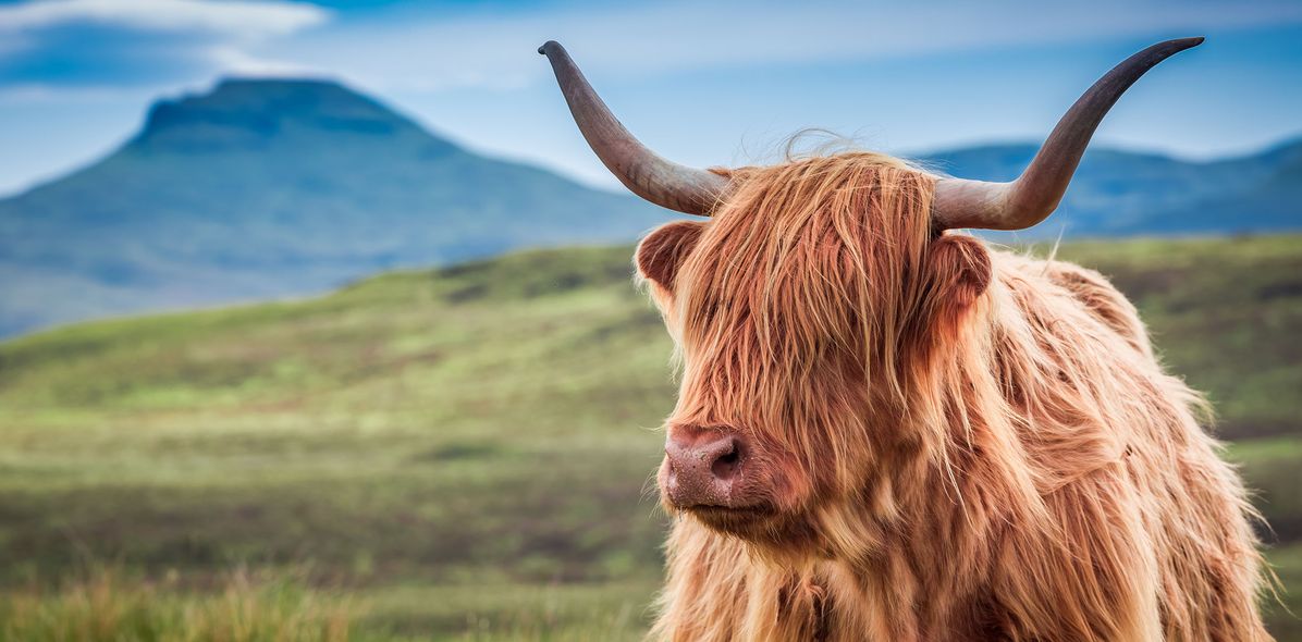 Hochlandrinder in Schottland