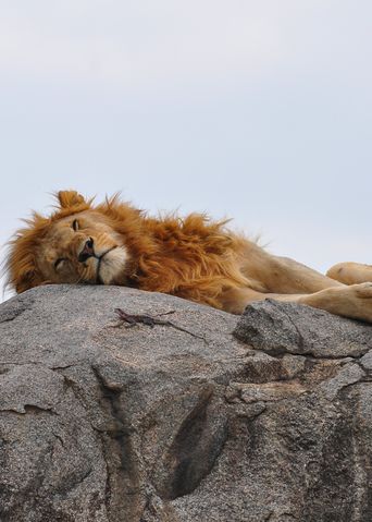 Schlafender Löwe auf einem Felsen im Serengeti Nationalpark in Tansania
