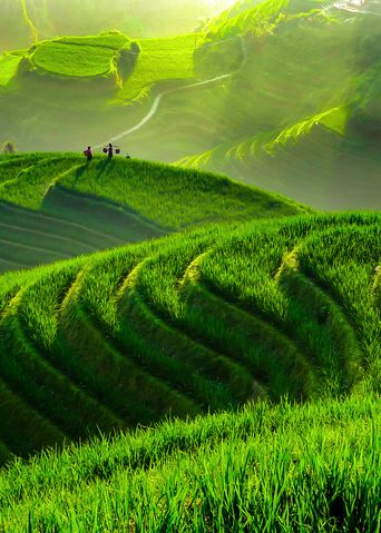 Grün schimmernde Reisfelder in Longsheng, Guilin, Guangxi, China