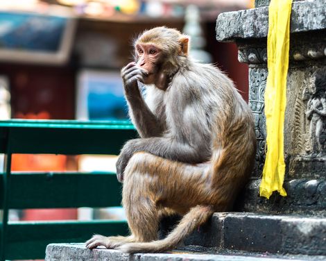 Im Herzen des Himalaya