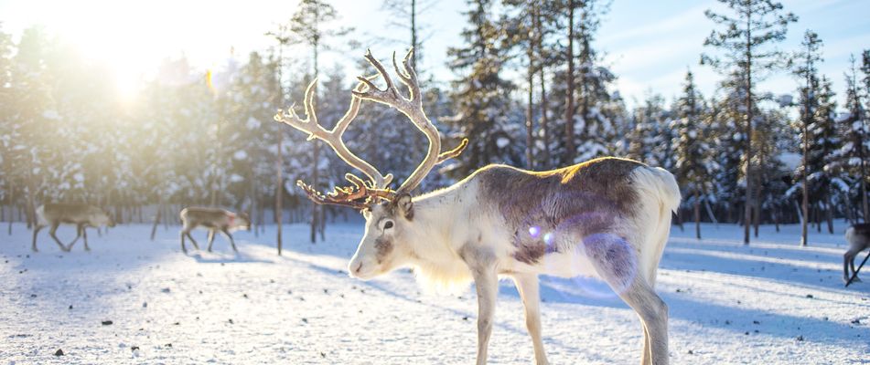 Rentiere in Schweden