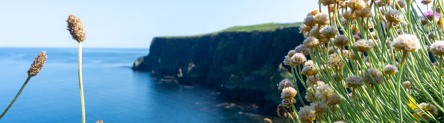 klippe Irland mit Blumen