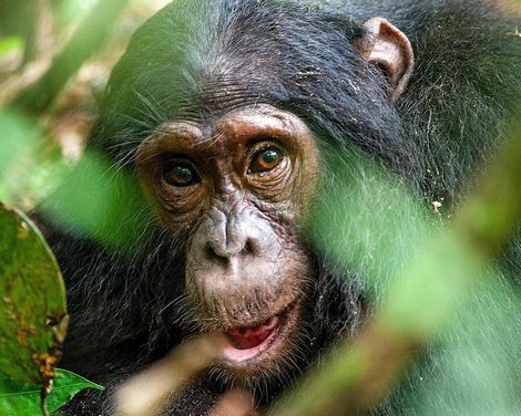 Im Herzen der afrikanischen Wildnis-0