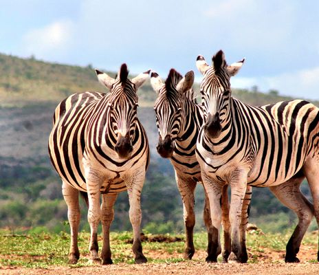 Zebras auf Safari