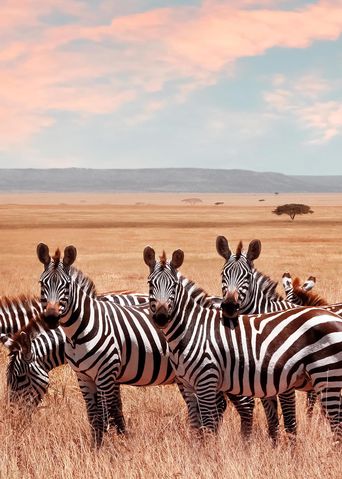 Eine Gruppe von Zebras im Serengeti Nationalpark