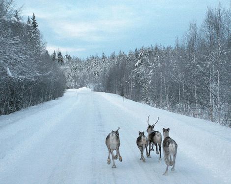 Elche, Eis und ein Schritt über den Polarkreis-3