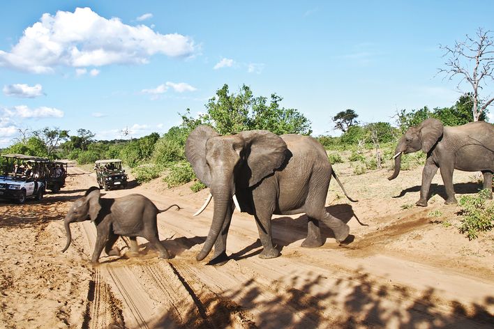 Elefanten im Chobe Nationalpark in Botswana