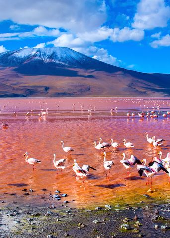 Flamingo am See in Bolivien