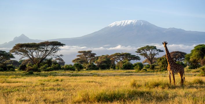 Blick auf den Kilimandscharo mit Giraffe im Amboseli-Nationalpark, Kenia