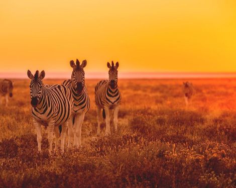 Weite Horizonte, wilde Schönheit