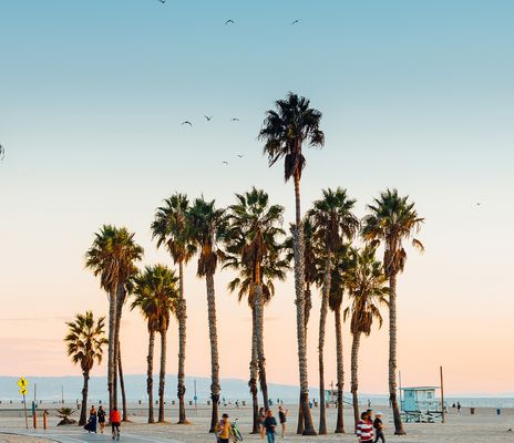 Palmen am Strand von Los Angeles