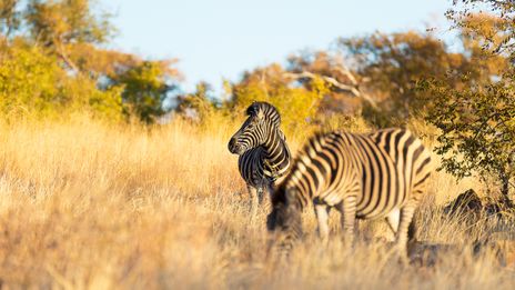 Zwei Zebras im Krüger Nationalpark in Südafrika