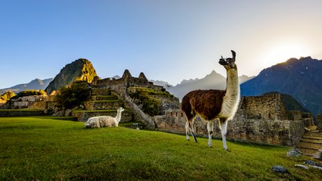 Machu Picchu mit Lamas
