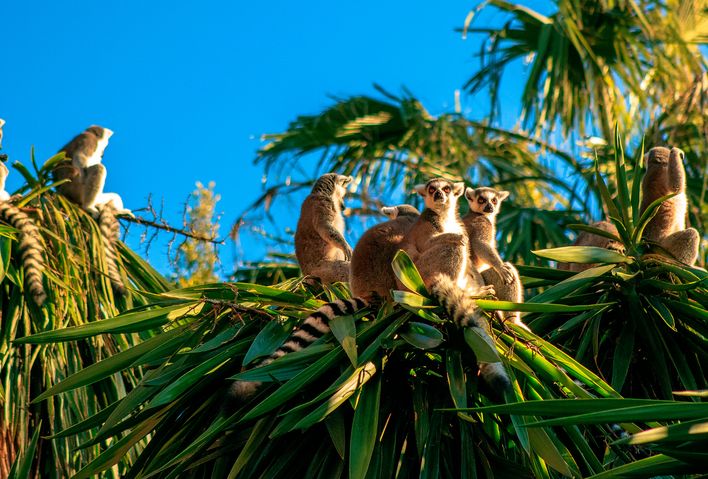 Gruppe von Lemuren klettert in den Bäumen, Madagaskar