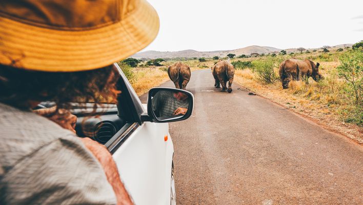 Mann beobachtet aus einem Auto heraus Nashörner in Südafrika
