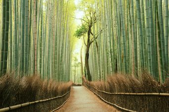 Der berühmte Bambuswald von Arashiyama in Kyoto