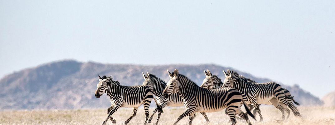 Zebras in Namibia