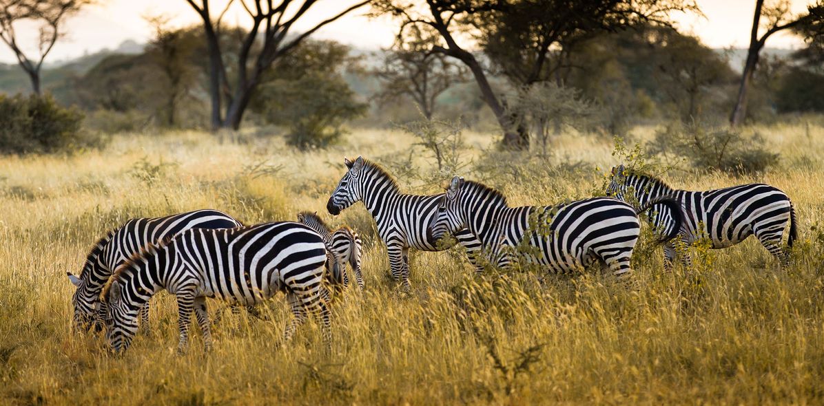 Zebras im Serengeti Nationalpark