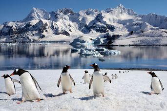 Pinguine in der Antarktis