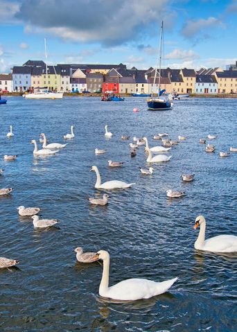 Schwäne und Möwen in Galway