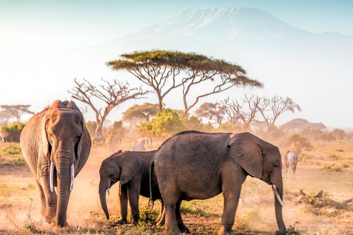 Elefanten in Kenia