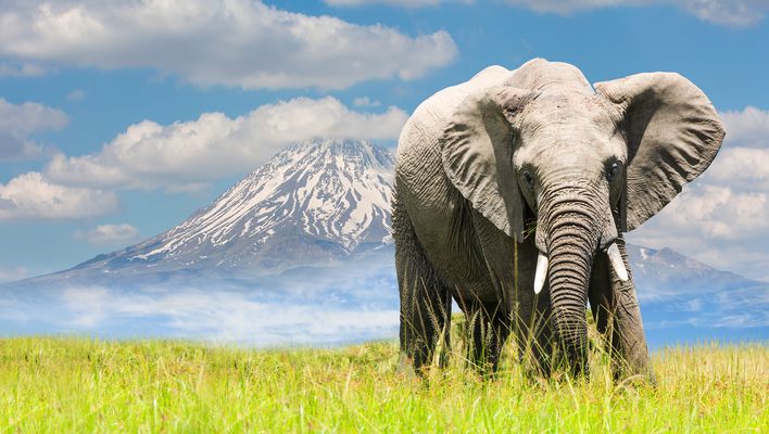 Afrikanischer Elefant steht auf grüner Ebene vor dem schneebedeckten Kilimandscharo
