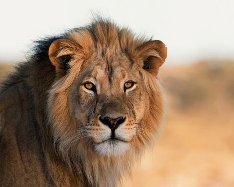 Kleingruppen-Rundreise ab/an Kapstadt-1