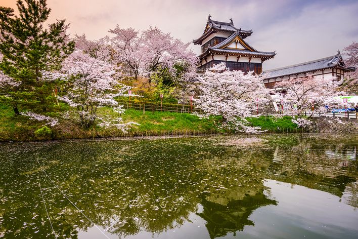 Pagode in Nara mit Kirschbäumen