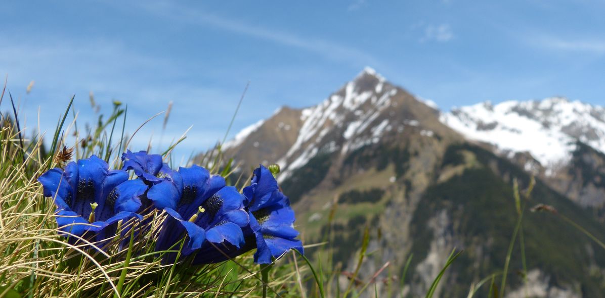 Blumen mit Berge