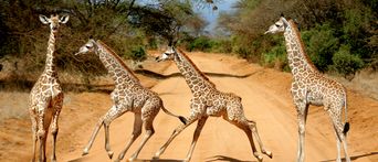 Giraffen im Tsavo Nationalpark in Kenia 