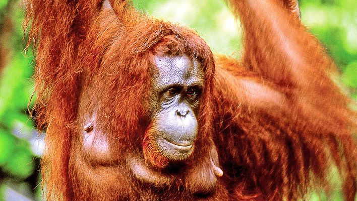 Orang Utan in Malaysia