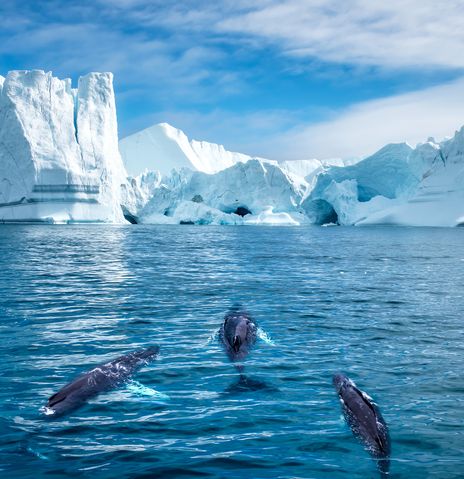 Eisberge im Ilulissat-Eisfjord mit Delfinen im Vordergrund