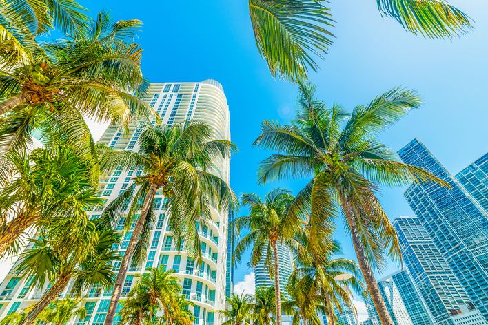 Palmen und Hochhäuser in Miami