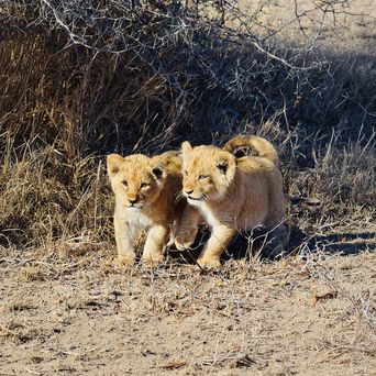 Löwenbabies während einer Safari in Namibia
