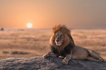 Löwe liegt in der Savanne der Serengeti bei tiefstehender Sonne am Horizont