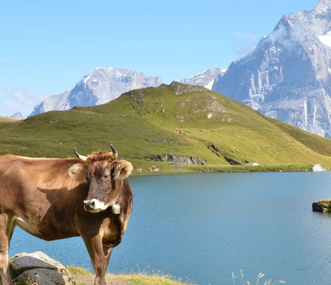 Kuh in der Schweiz
