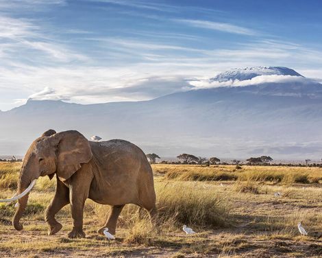 Auf Safari zu den Big Five & Entspannung am Palmenstrand-0