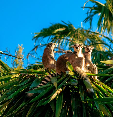 Gruppe von Lemuren klettert in den Bäumen, Madagaskar