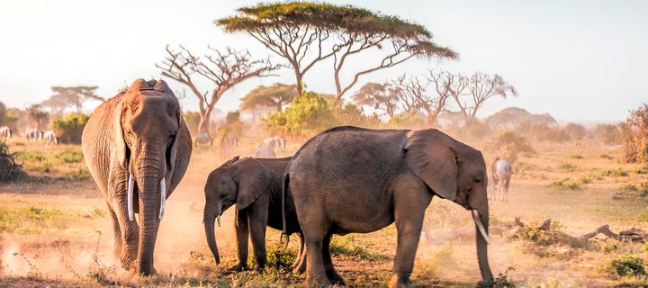 Elefant im Amboseli Nationalpark in Kenia