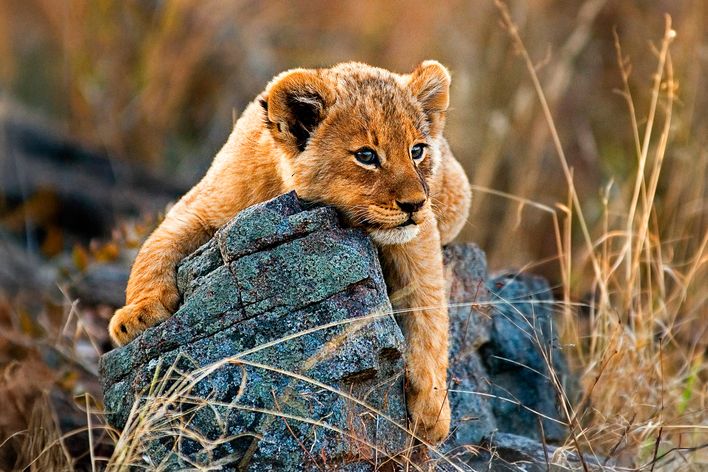 Löwenkind liegt auf einem Stein