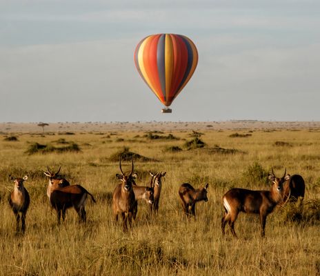 Wasserböcke im Masai Mara Nationalpark in Kenia