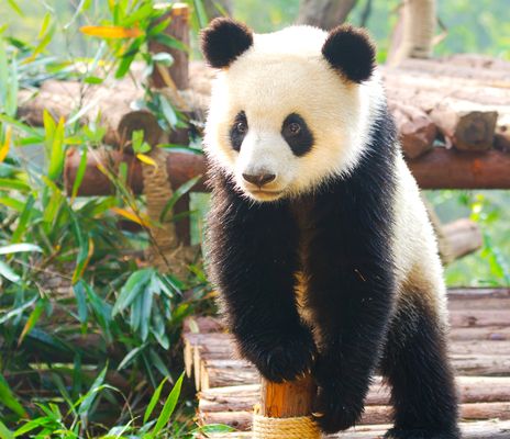 Panda in Chengdu in China