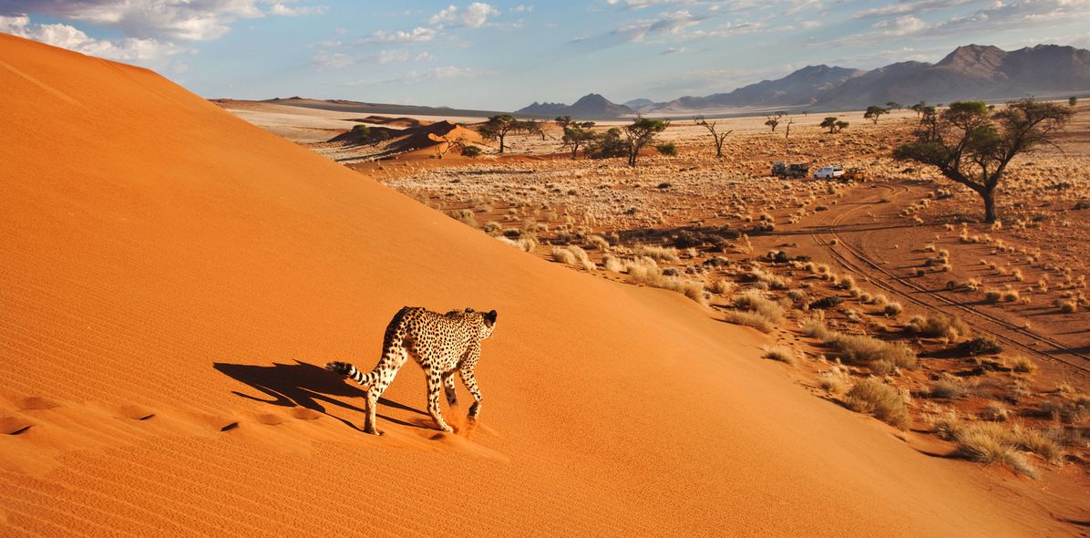 Ein Gepard wandert über eine Sanddüne des Etoscha-Nationalparks in Namibia