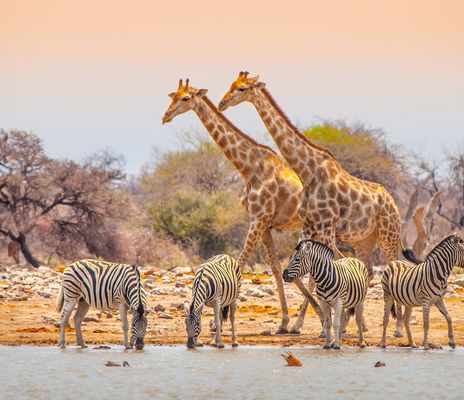 Blick auf Giraffen und Zebras in der weiten Savanne des Etosha-Nationalparks