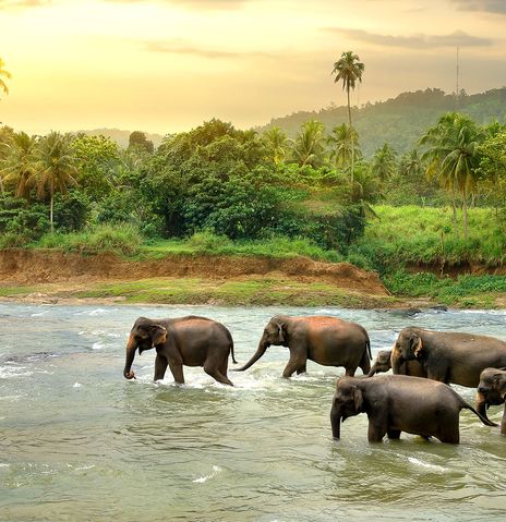 Elefantenherde in Sri Lanka