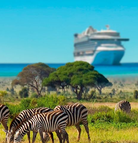 Zebras im Hintergrund ein Kreuzfahrtschiff