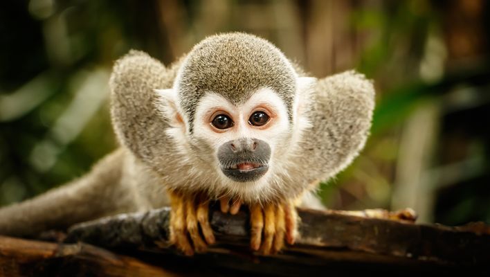Baby Affe in Ecuador